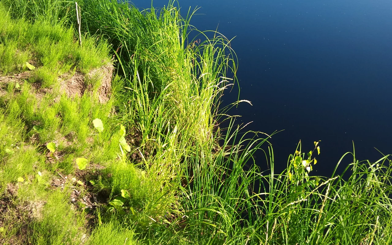 вода, зелень, растения, водоем, берег