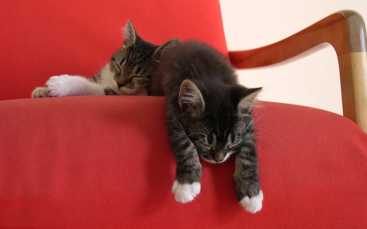котята, красный, котенок, кресло