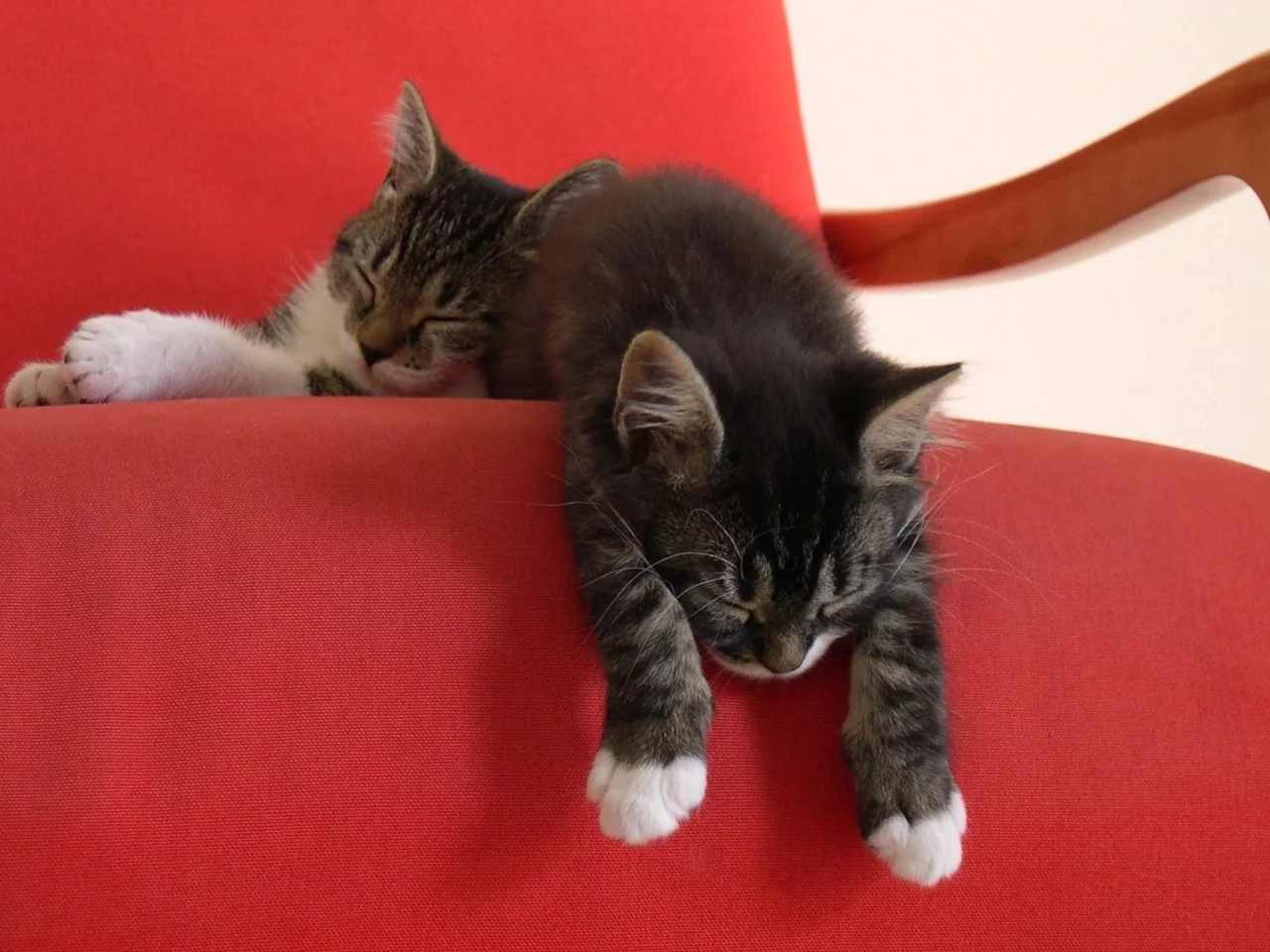 котята, красный, котенок, кресло