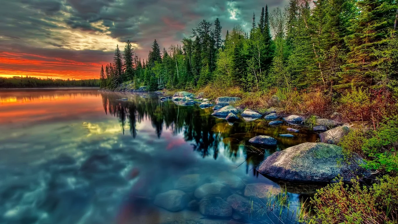 берег, ель, камни, природа, лес, деревья