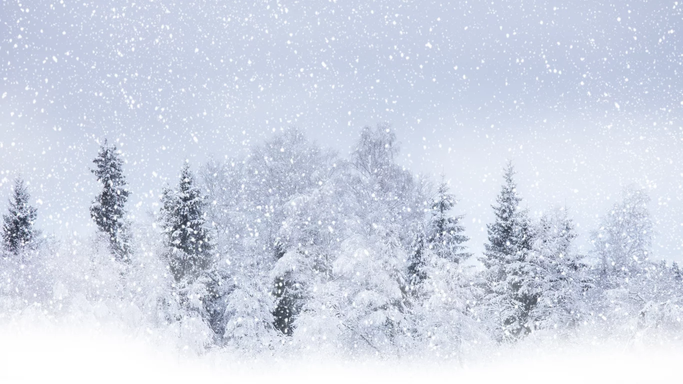 деревья, зима, летящий, снег, кругом бело