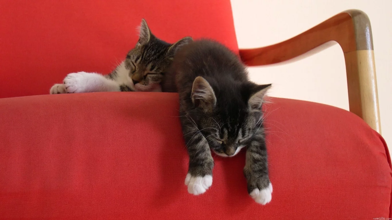 котята, красный, котенок, кресло