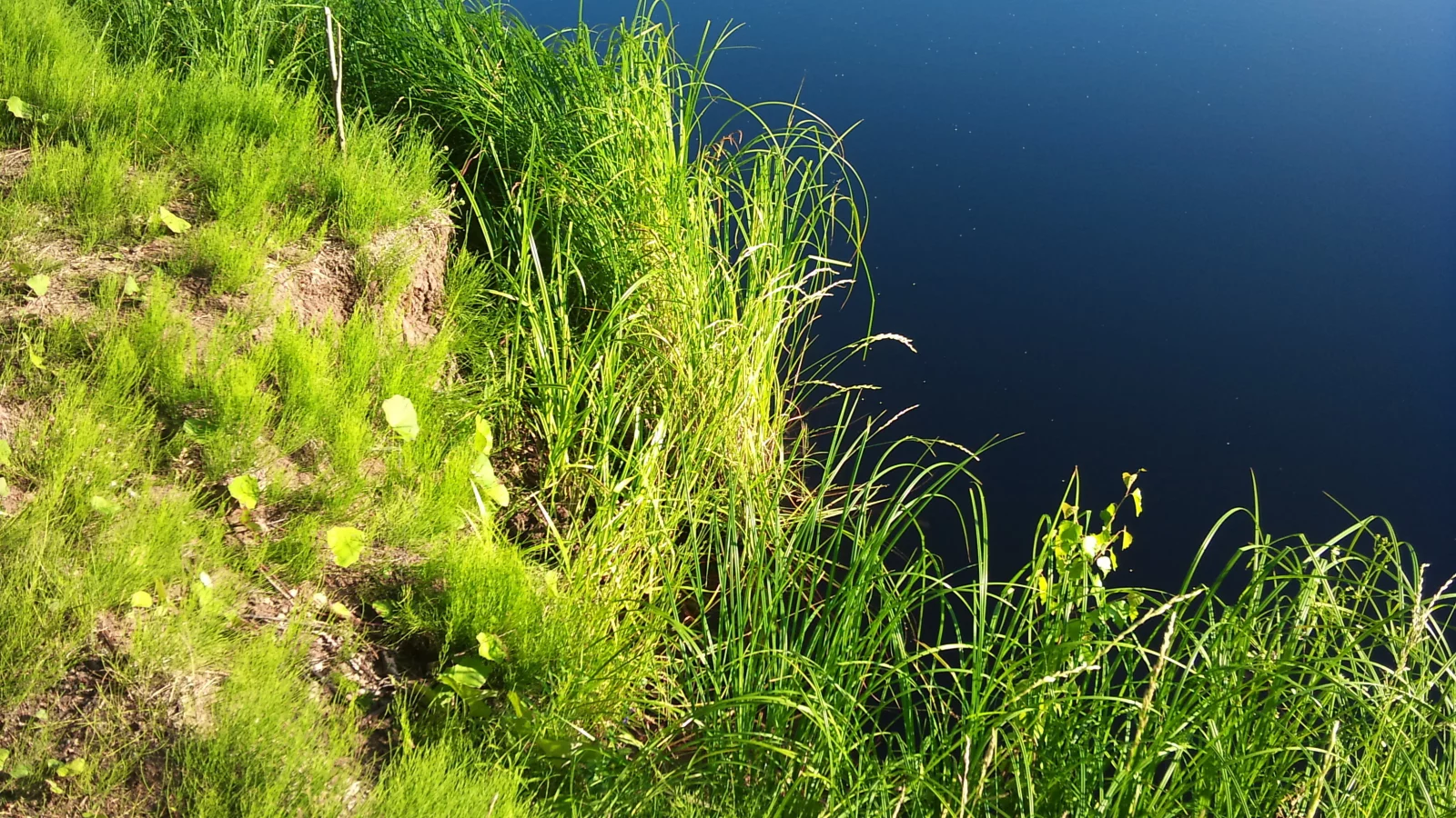 вода, зелень, растения, водоем, берег