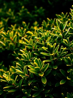 куст, листья, nature, листочки, природа, зелень