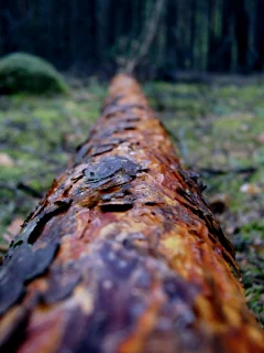 трава, дерево, размытость, фокус, Лес, сосна