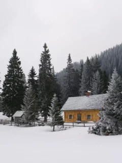 тайга, сосны, деревья, зима, домик