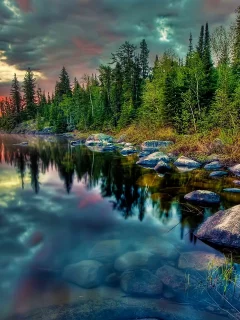 берег, ель, камни, природа, лес, деревья