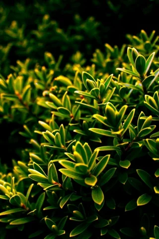 куст, листья, nature, листочки, природа, зелень