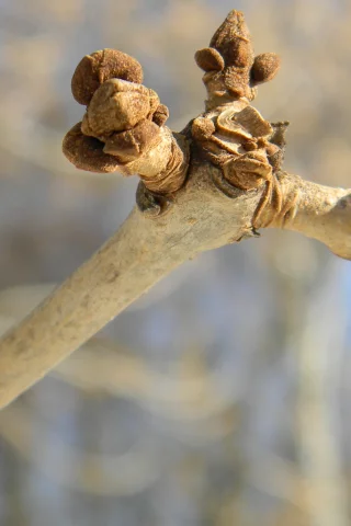 Природа, зима