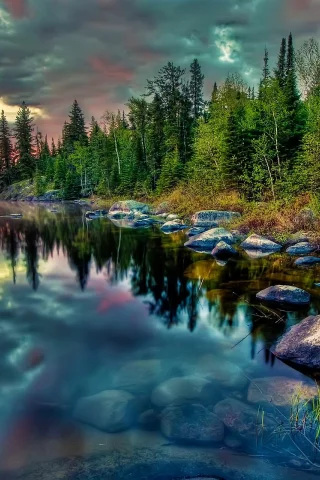 берег, ель, камни, природа, лес, деревья