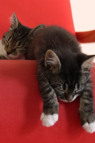 котята, красный, котенок, кресло