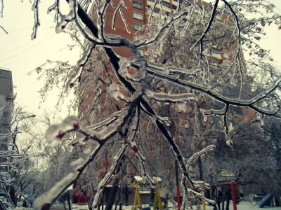 ветка, макро, зима, лед