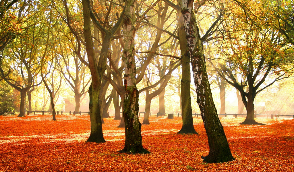 красочный, деревья, багряный, осень, убор, листья