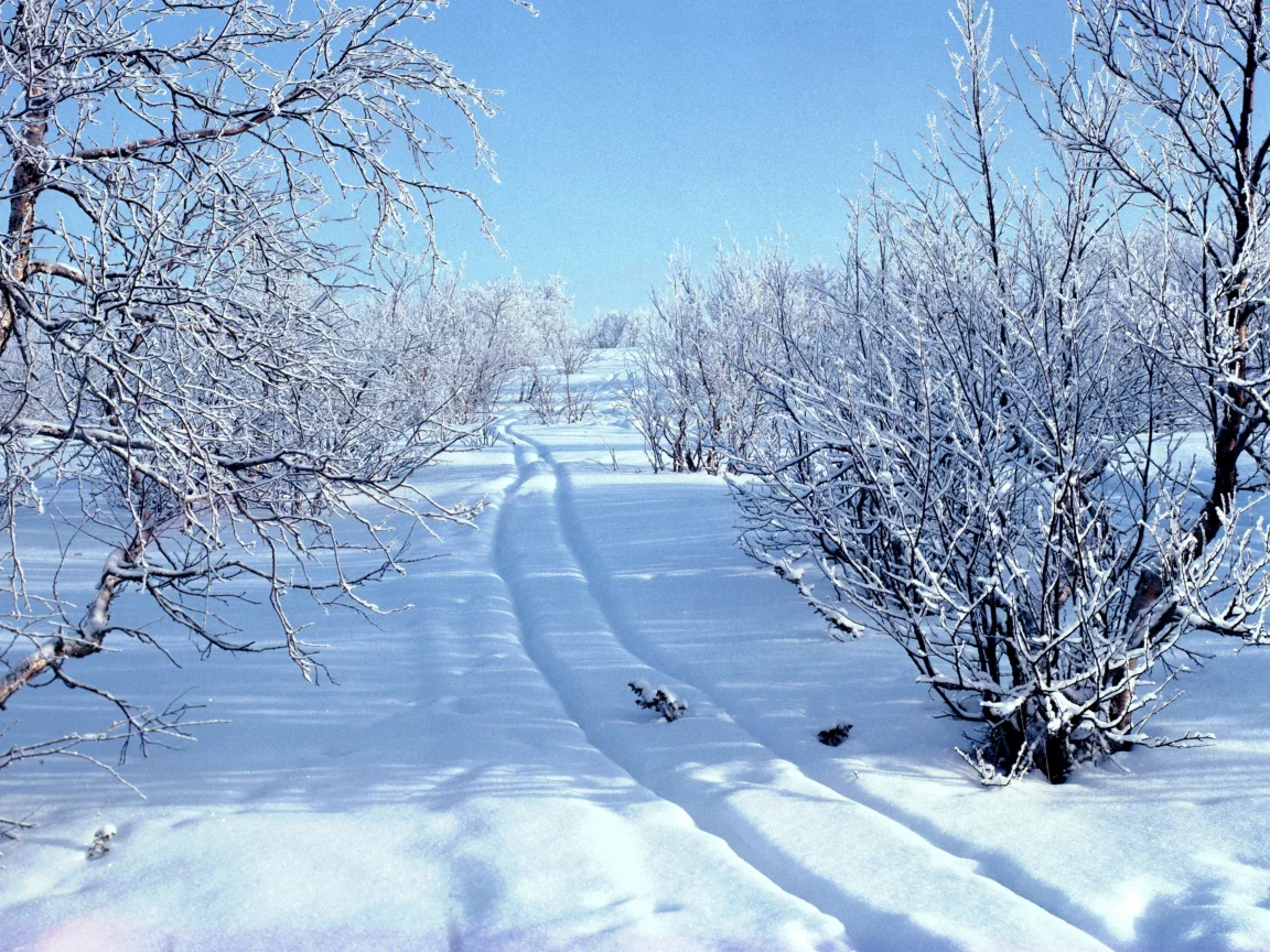 лес, зима, снег