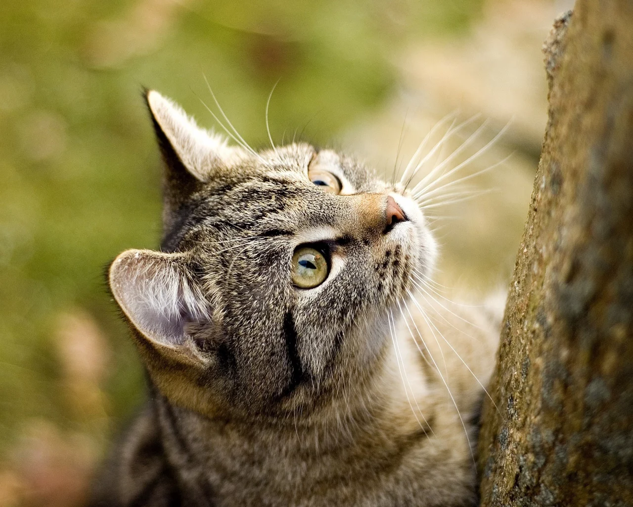 кошка, кошаки, кот, обоя