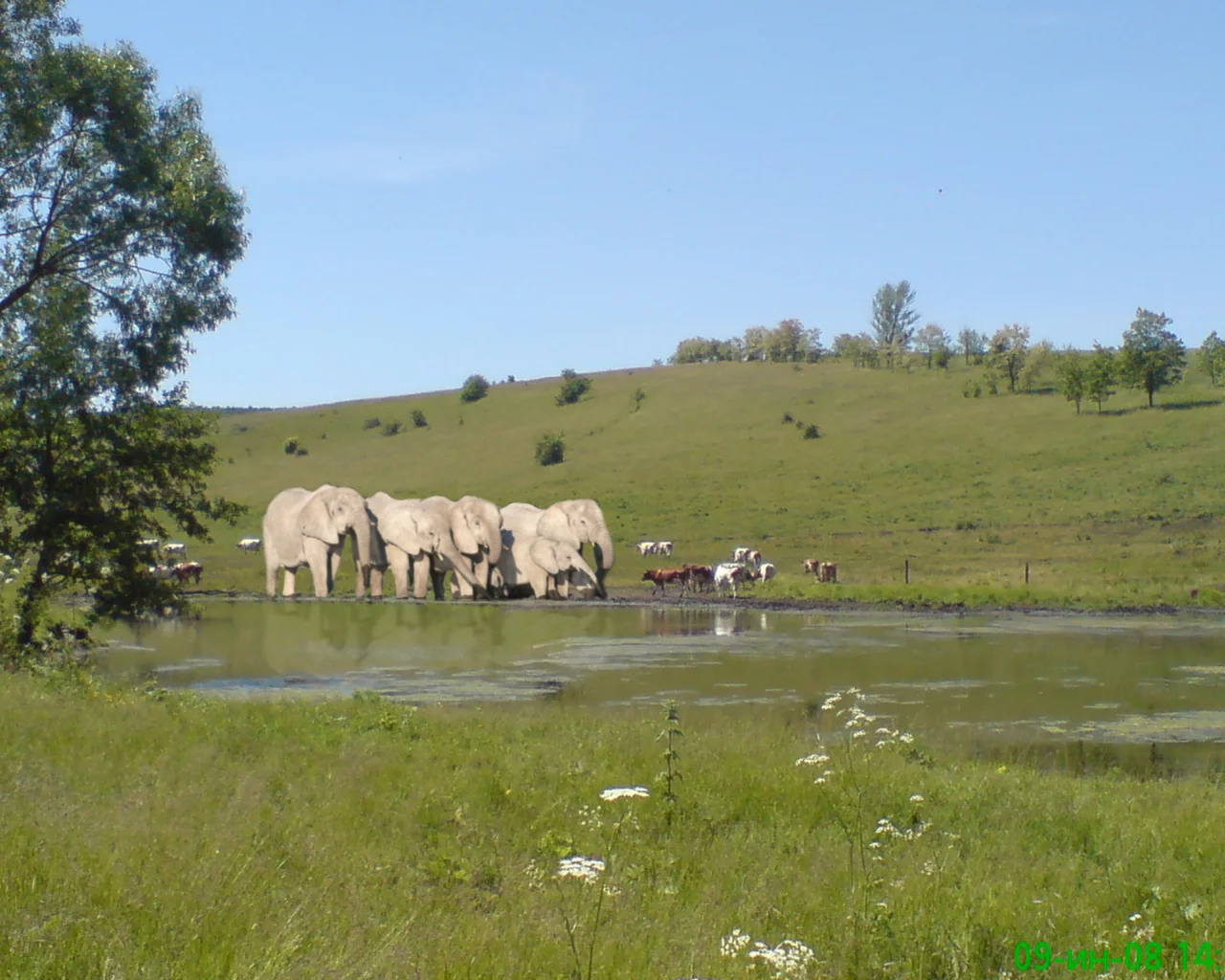 коровы, река, слоны