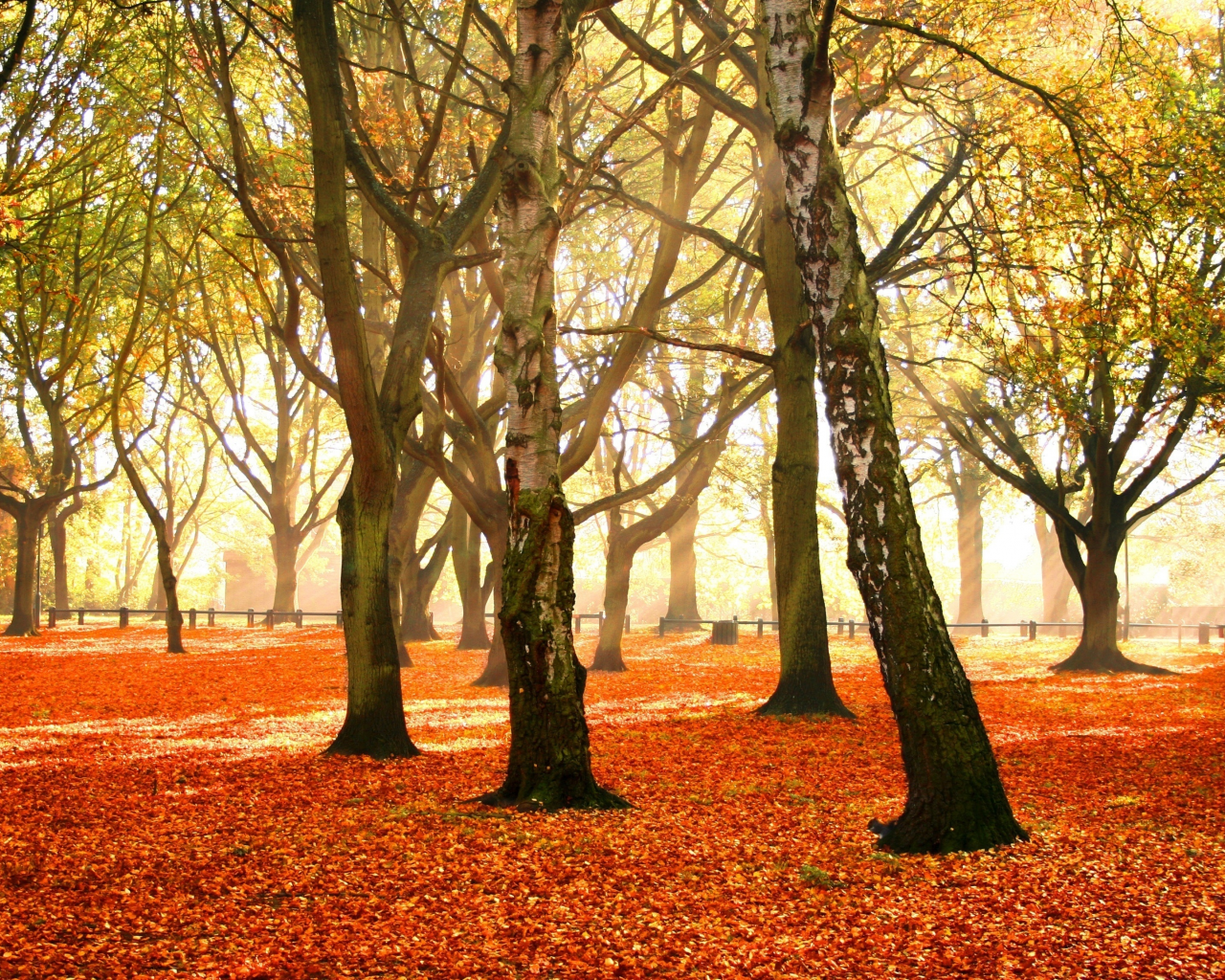 красочный, деревья, багряный, осень, убор, листья