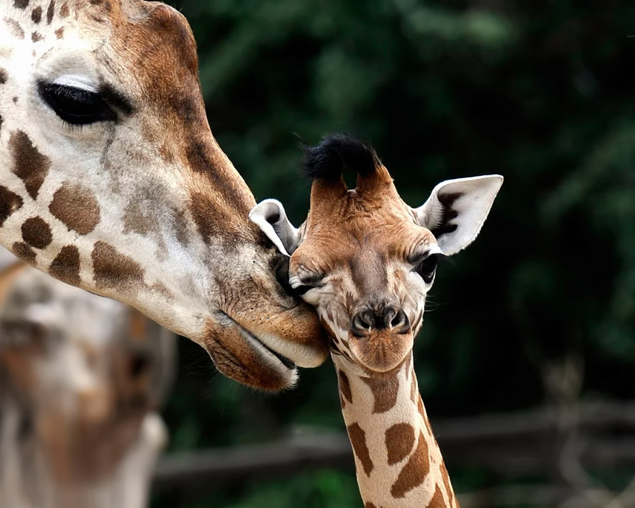 giraffa camelopardalis, Обои жираф, детеныш