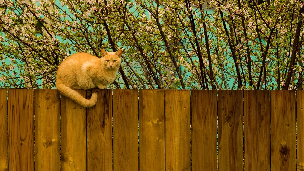 котэ, забор, весна, рыжий, кот, дерево