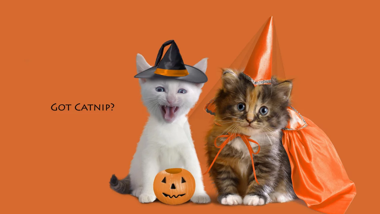 котенок, животные, котята, оранжевый фон