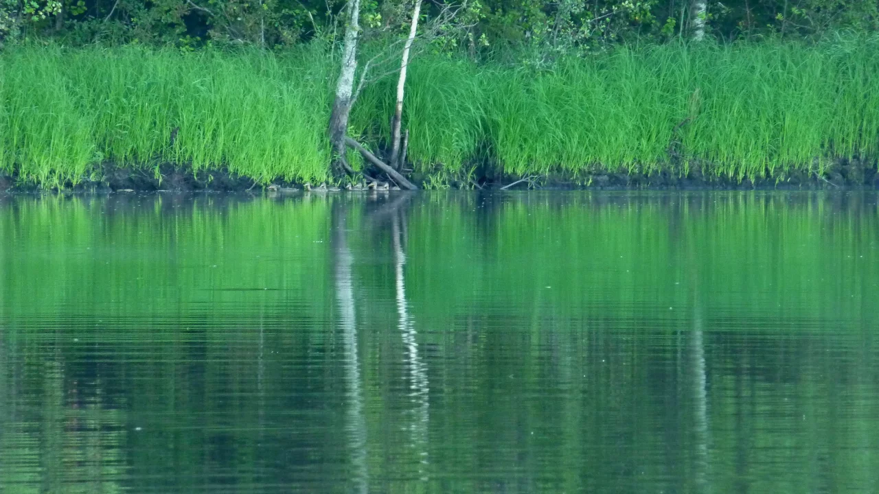 берег, асока, сушняк, утята