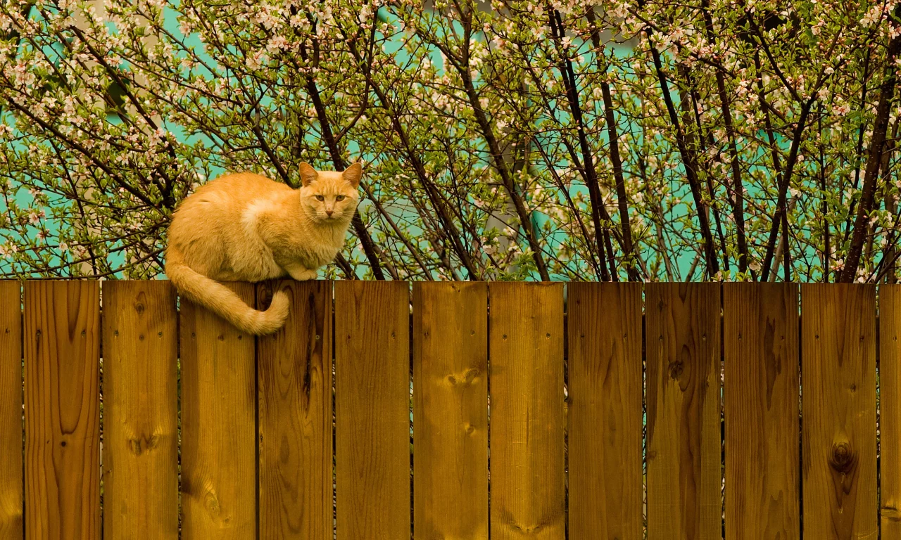 котэ, забор, весна, рыжий, кот, дерево