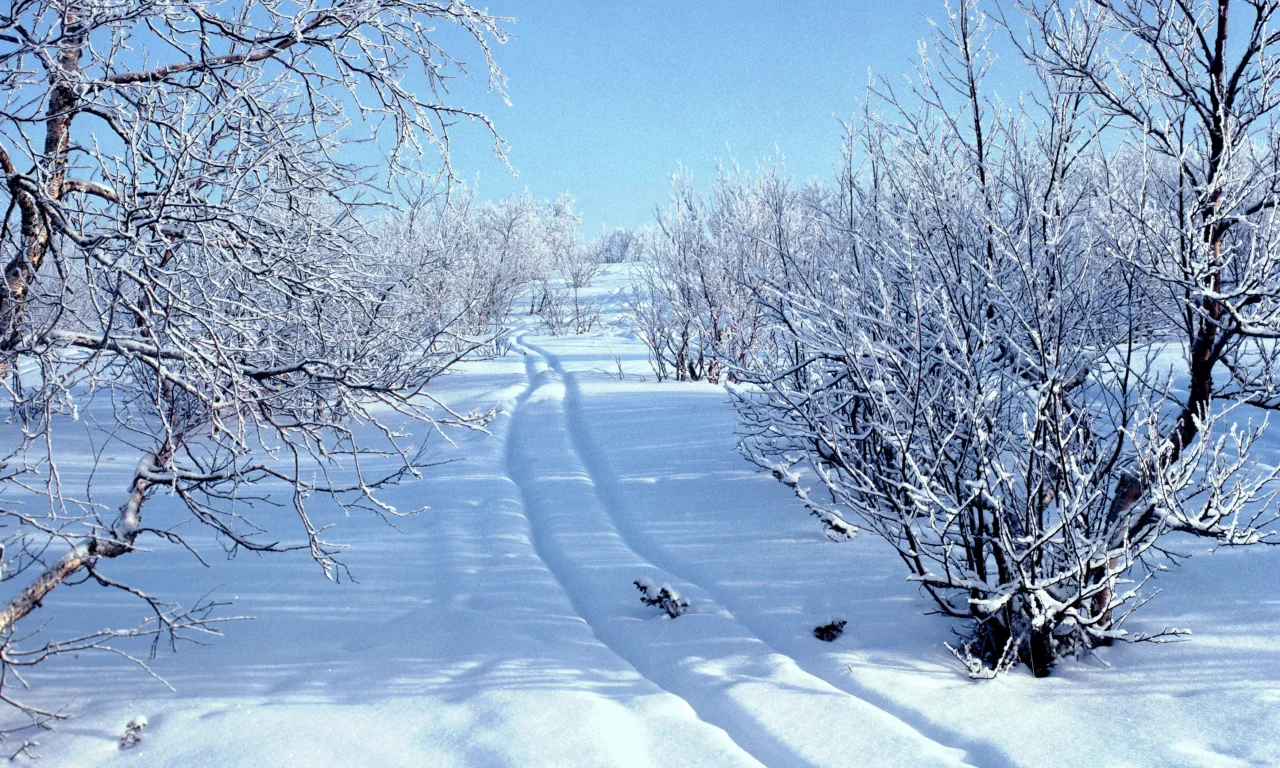 лес, зима, снег