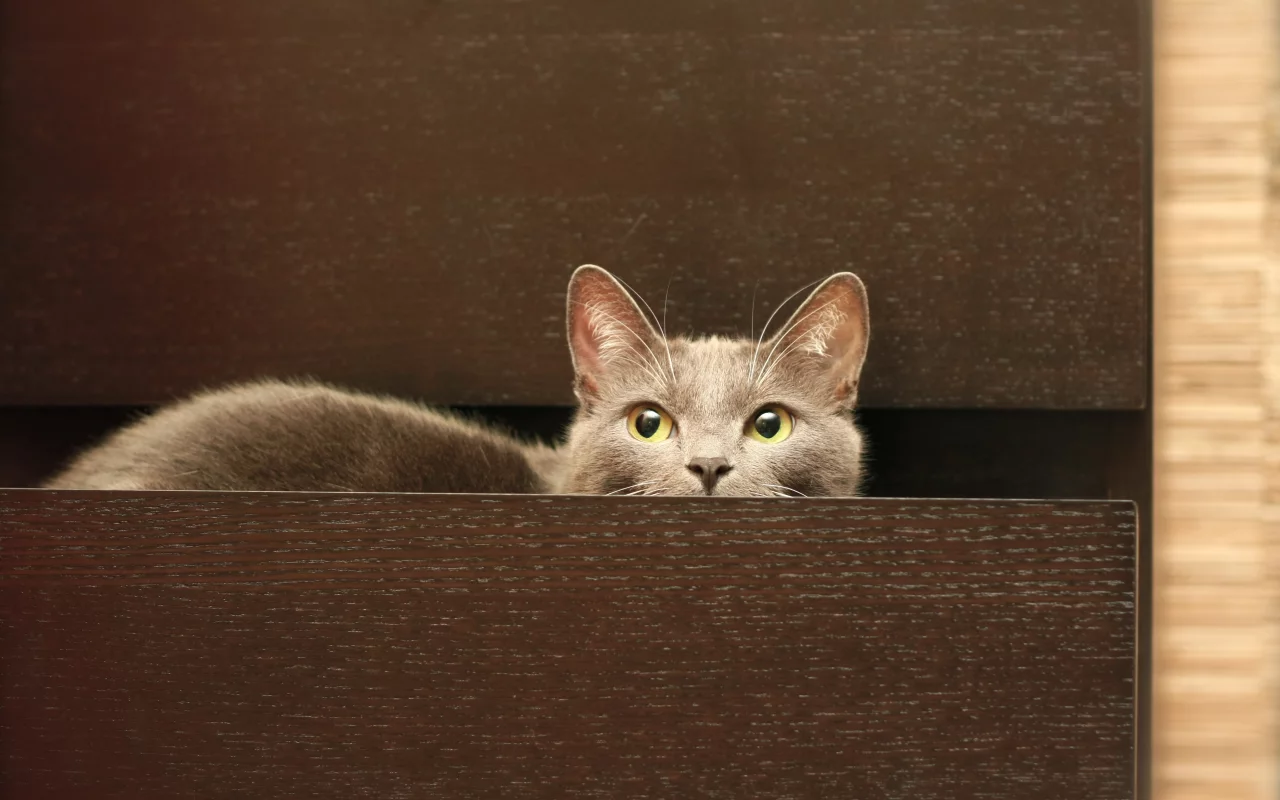 комод, кот, кошка, серый