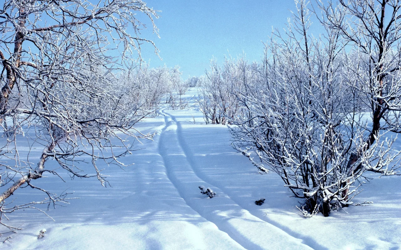 лес, зима, снег