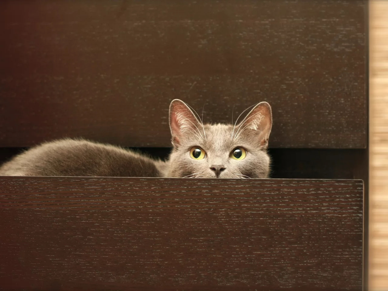 комод, кот, кошка, серый