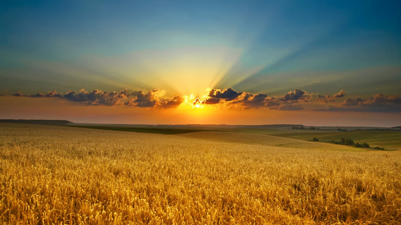 рассвет, поле, колосья, облака, природа, солнце, закат, красота, золото, лучи