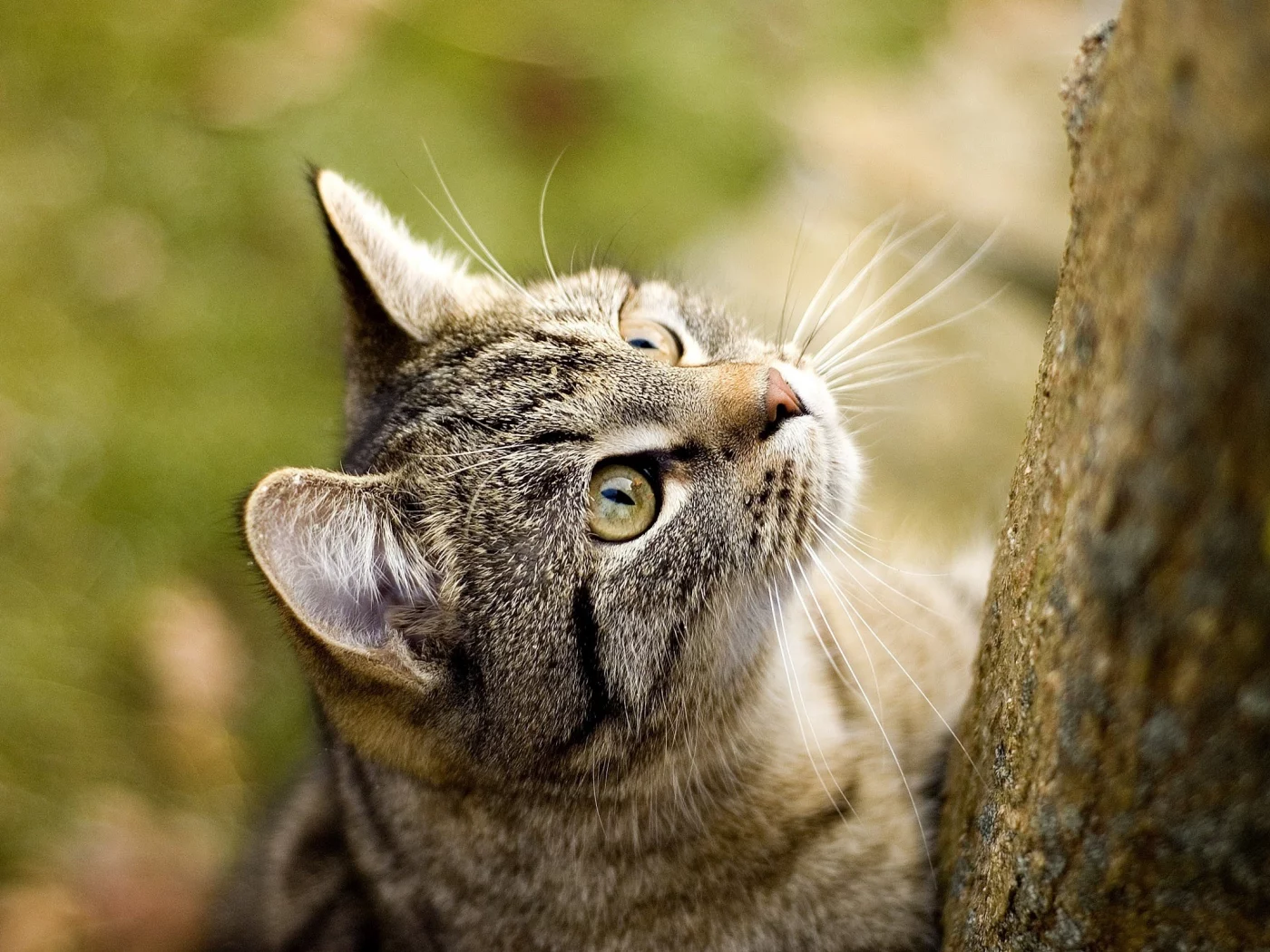 кошка, кошаки, кот, обоя