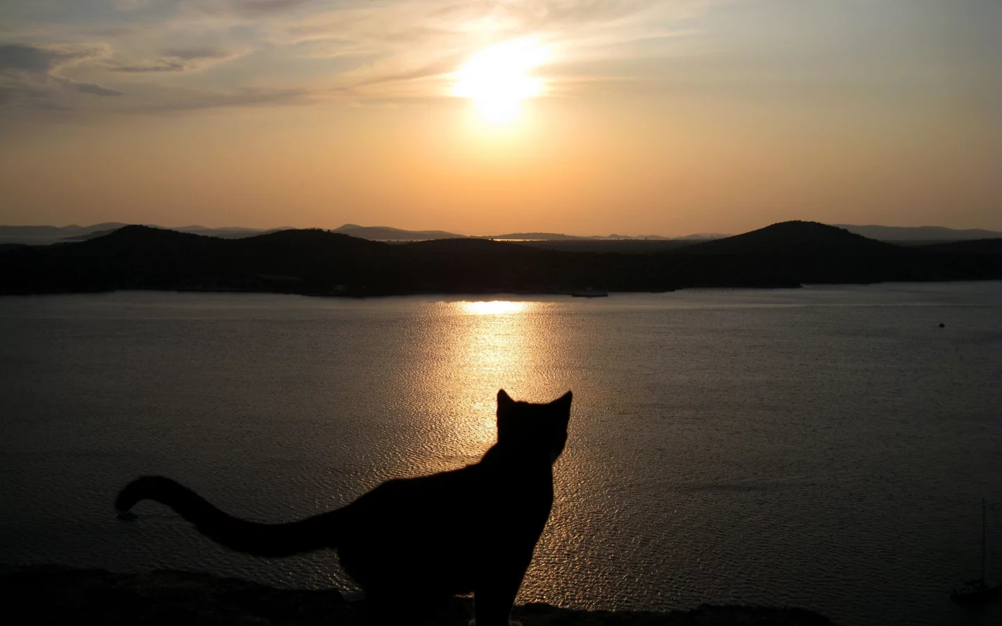 море, силуэт, небо, кошка, закат