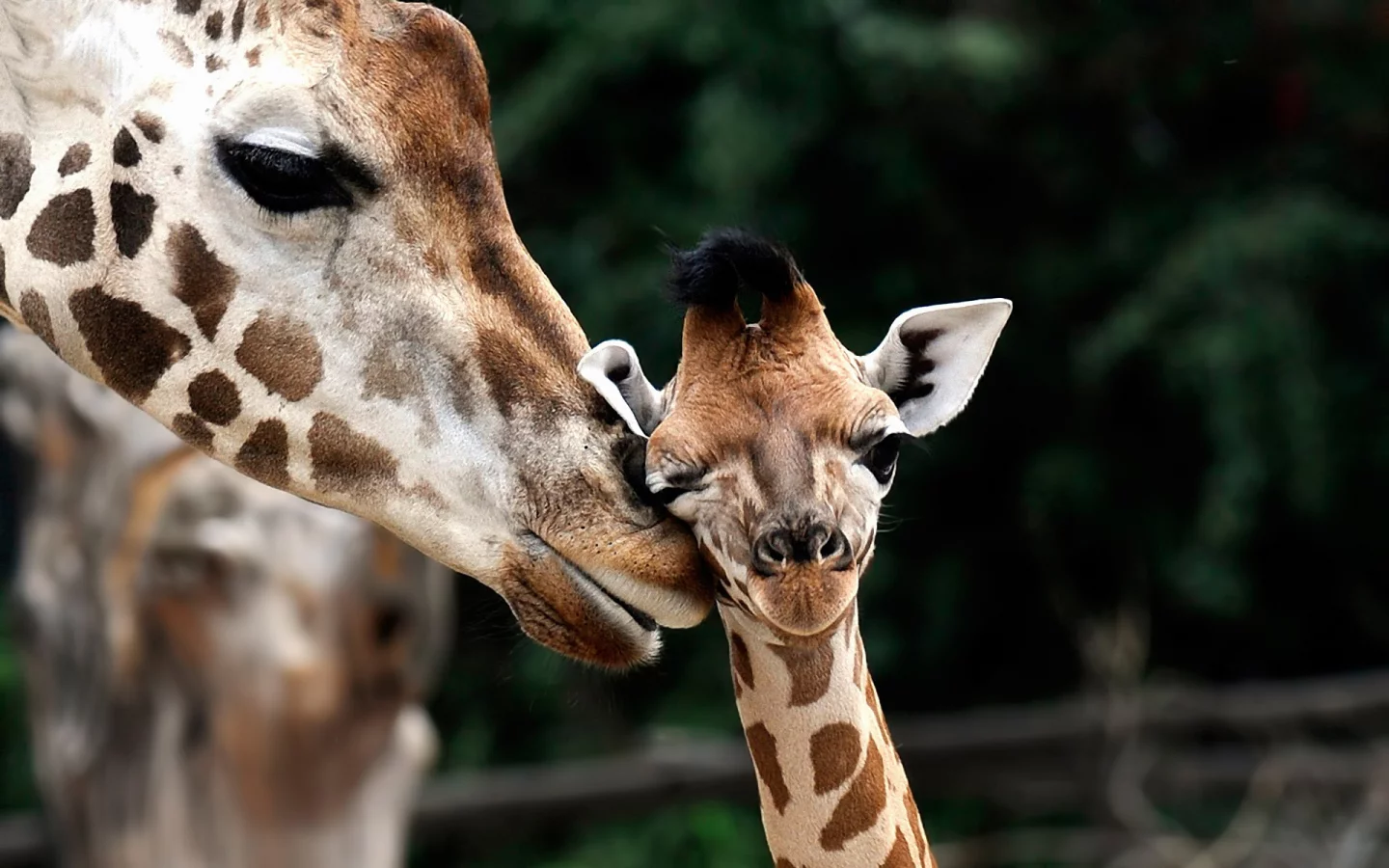 giraffa camelopardalis, Обои жираф, детеныш