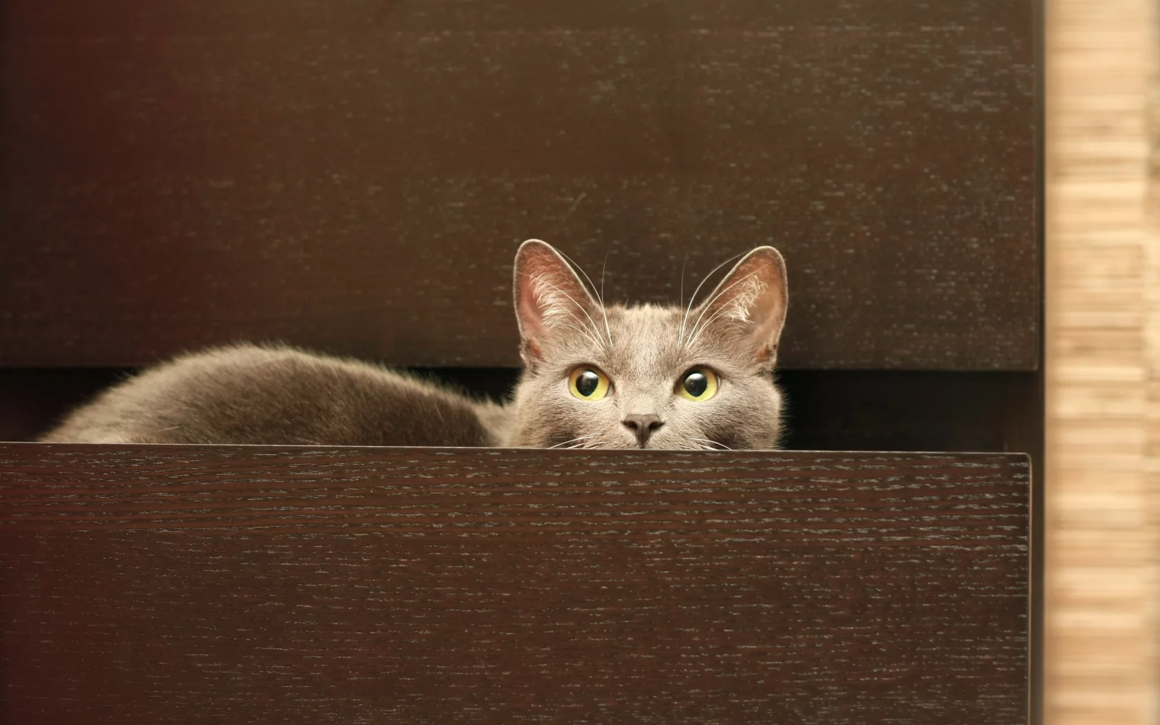 комод, кот, кошка, серый