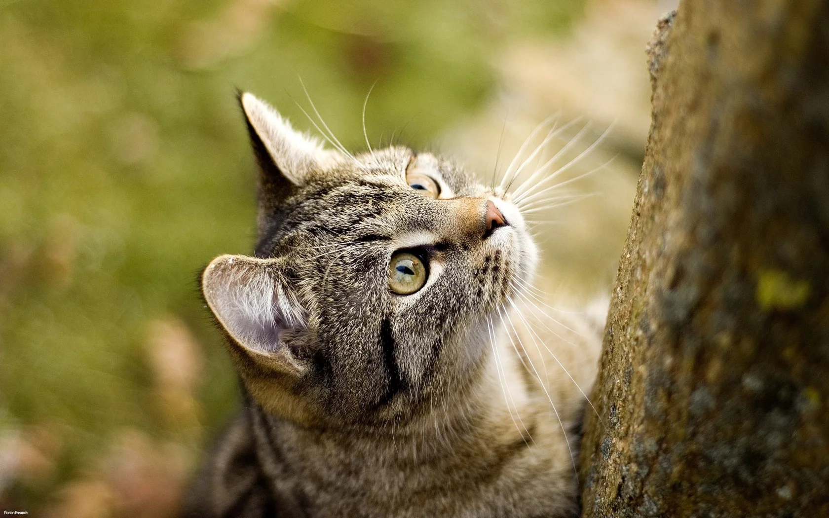 кошка, кошаки, кот, обоя