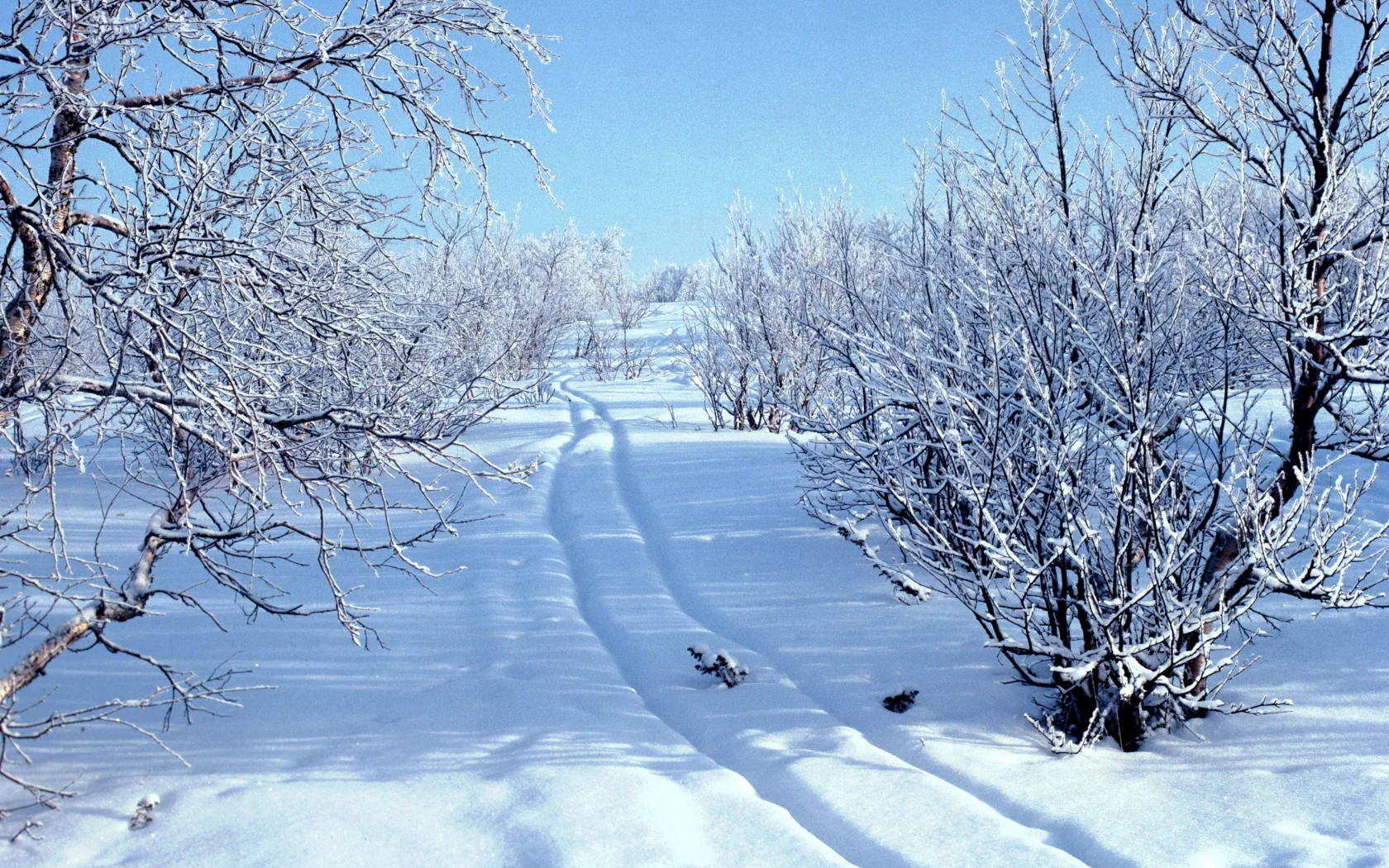 лес, зима, снег