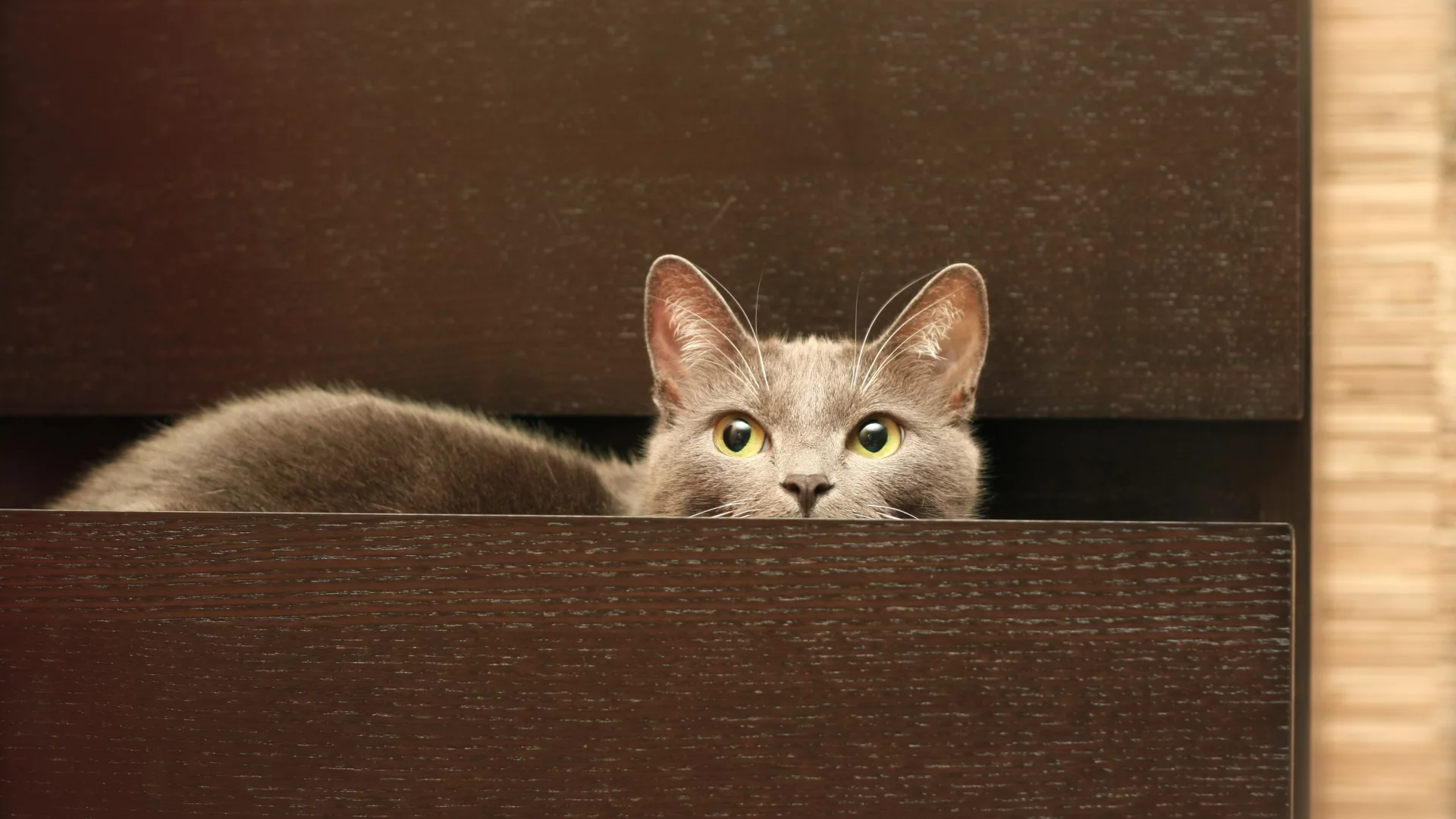 комод, кот, кошка, серый