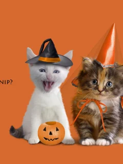 котенок, животные, котята, оранжевый фон