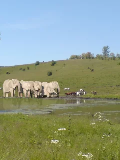 коровы, река, слоны