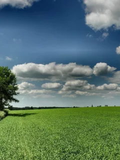 дерево, поле, зеленый
