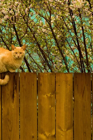 котэ, забор, весна, рыжий, кот, дерево