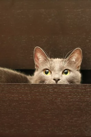 комод, кот, кошка, серый