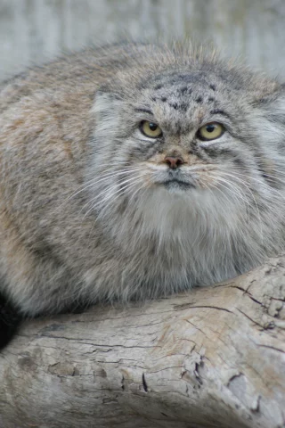 погладь, кот, манул