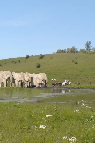 коровы, река, слоны