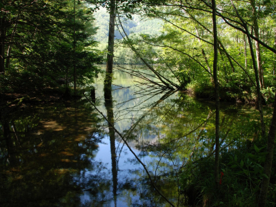 вода, ветки, листья, деревья, река, отражение