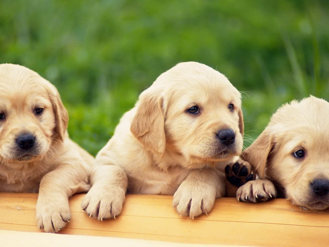 golden retriver, лабрадор, щенки, 3 штуки