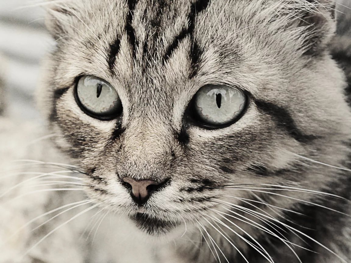 глаза кошки, кошка, кошки, чб, серые тона, Кот