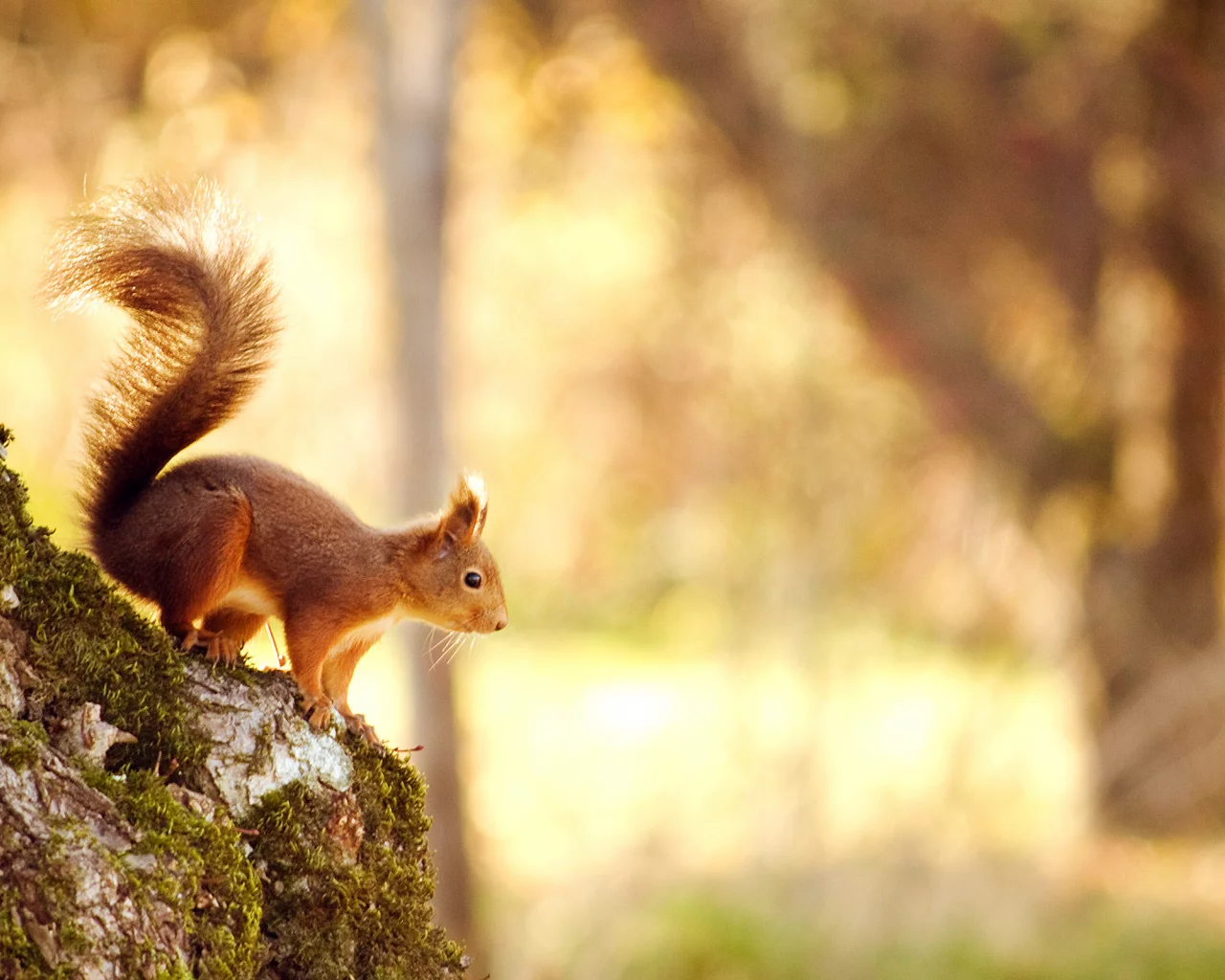 дерево, лес, природа, nature, 2560x1600, белка, tree, боке, forest, свет, squirrel, bokeh, light