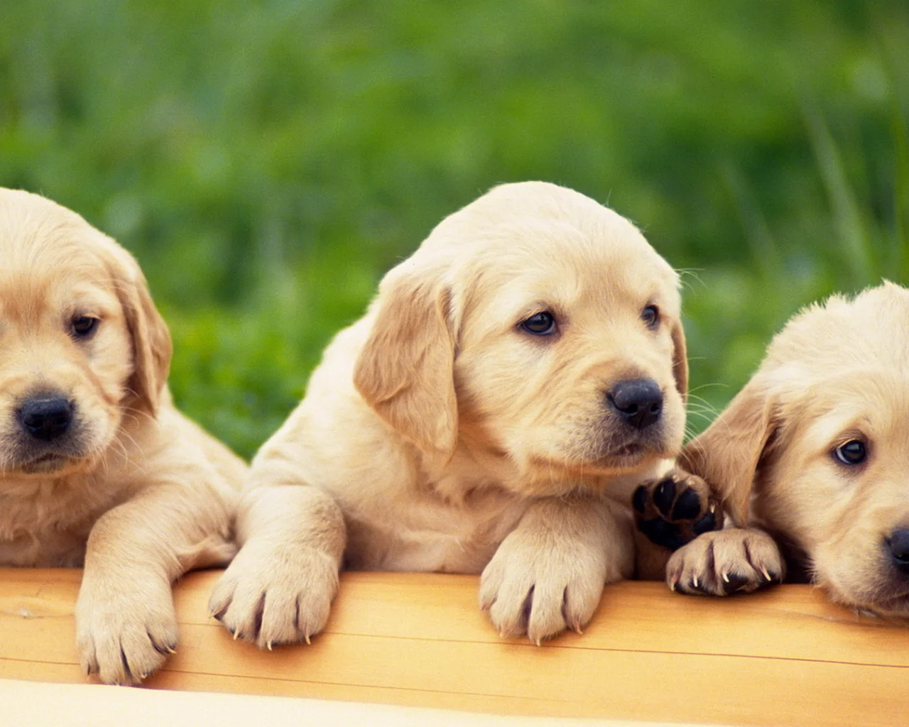 golden retriver, лабрадор, щенки, 3 штуки